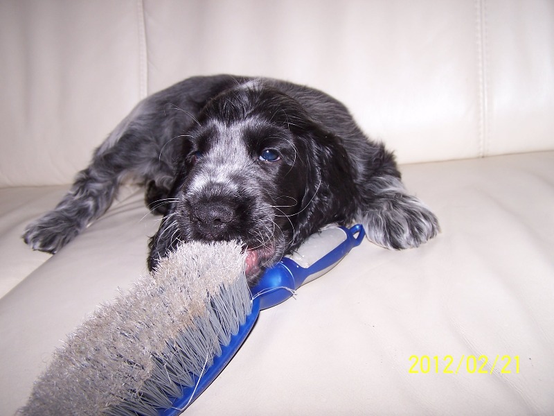 6 Nejoblibenejsi_hracka.jpg